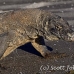 dragon_komodo_hsb_rinca_h_1057_kom2834.jpg